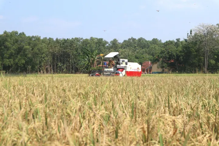 Panen Lebih Awal di Kuningan Jadi Penyangga Pasokan Beras di Tengah Antisipasi El Nino